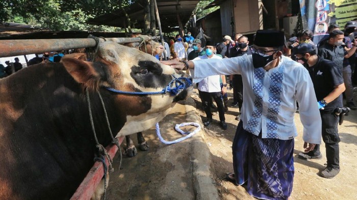 Sandiaga Uno Bagikan 1.000 Hewan Kurban ke 17 Provinsi, Sulsel Juga Kebagian
